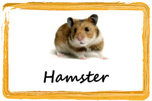 Frostfutter  Hamster